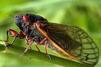 Điểm danh những động vật “to mồm” nhất thế giới