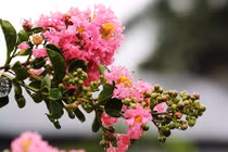 Loài cây “lạ” có hoa đẹp lộng lẫy, cứ gãi là “cười khúc khích“