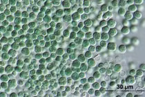 Vi khuẩn kỳ lạ tạo oxy trên môi trường sao Hỏa gây sốc