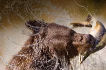 Xem gấu xám trổ tài bắt cá hồi cực đỉnh