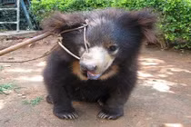 Rớt nước mắt cảnh gấu con bị xỏ khuyên, xích gốc cây 