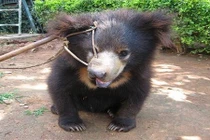 Rớt nước mắt cảnh gấu con bị xỏ khuyên, xích gốc cây 