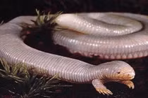 Rợn người xem thằn lằn chuột chũi 5 ngón trắng dã 