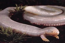 Rợn người xem thằn lằn chuột chũi 5 ngón trắng dã 