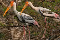 Bật mí thú vị chim Giang Sen quý hiếm ở Việt Nam