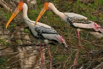 Bật mí thú vị chim Giang Sen quý hiếm ở Việt Nam