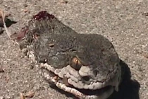 Động vật quái thai nhưng không hề đáng sợ