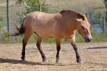 Khám phá "độc" loài ngựa biểu tượng hệ động vật Mông Cổ 