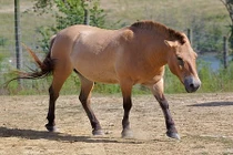 Khám phá "độc" loài ngựa biểu tượng hệ động vật Mông Cổ 