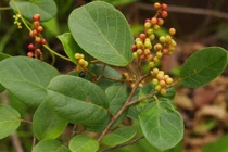 Khám phá bất ngờ về cây chòi mòi quen thuộc ở Việt Nam