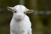 Những cuộc thi sắc đẹp động vật gây sốc nhất 