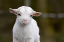 Những cuộc thi sắc đẹp động vật gây sốc nhất 