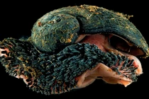 Rợn người với loài động vật chân bụng có áo giáp sắt 