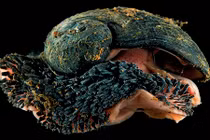 Rợn người với loài động vật chân bụng có áo giáp sắt 