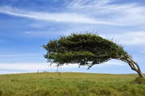 Tận mắt cây biến hình vì mẹ thiên nhiên cực độc lạ