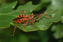 Khám phá gây sửng sốt về những con bọ sát thủ