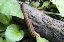 Những loài côn trùng kinh hoàng đang bò quanh nhà bạn 