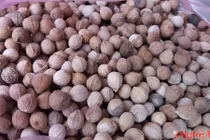 Khám phá thú vị cây chà uốm, đặc sản Nghệ An