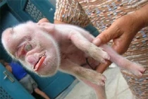 Rợn người chứng kiến động vật đẻ ra... quái vật hình người