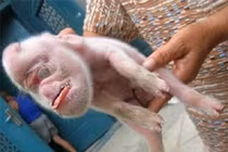 Rợn người chứng kiến động vật đẻ ra... quái vật hình người