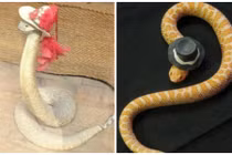 Xem rắn đội mũ dự tiệc đọ vẻ đáng yêu 