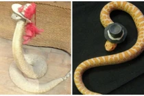 Xem rắn đội mũ dự tiệc đọ vẻ đáng yêu 