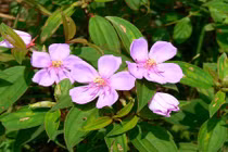 Sự thực "choáng" về cây mua bà quen ở làng quê Việt Nam