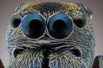 Sốc nặng với những quái vật mắt lồi trong tự nhiên