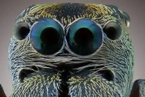 Sốc nặng với những quái vật mắt lồi trong tự nhiên