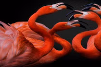 Ấn tượng loạt ảnh thiên nhiên hoang dã đẹp tuyệt mỹ (2)