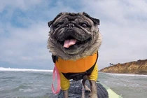 Ngộ nghĩnh những chú chó trong giải đua lướt sóng tại Mỹ