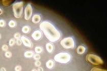 Sửng sốt các thí nghiệm lạ được thực hiện trên vũ trụ