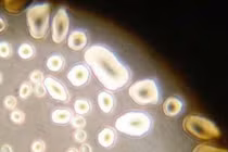 Sửng sốt các thí nghiệm lạ được thực hiện trên vũ trụ