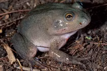 Tiết lộ bí mật loài ếch nhịn uống nước cả năm không hề hấn