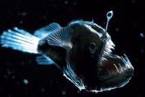 Rùng mình trước 10 loài thủy quái phát sáng đáng sợ nhất đại dương