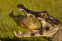 Kinh hoàng xem cá sấu nhai mồi rau ráu 