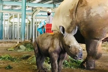 Giữa đại dịch COVID-19, Việt Nam đón “bé” Tê giác quý hiếm chào đời