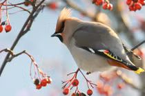 Điều kỳ thú về loài chim hoàng liên tước đẹp kiêu sa hiếm thấy