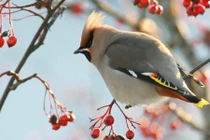 Điều kỳ thú về loài chim hoàng liên tước đẹp kiêu sa hiếm thấy