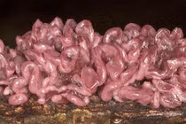 8 loài thực vật giống bộ phận cơ thể người