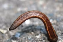 Những loại côn trùng kinh khiếp của Đất nước mặt trời mọc