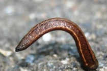 Những loại côn trùng kinh khiếp của Đất nước mặt trời mọc