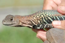 Khám phá thú vị về con dông cát đặc sản Phan Thiết