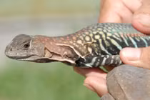 Khám phá thú vị về con dông cát đặc sản Phan Thiết