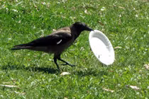 Ngưỡng mộ quạ đen có ý thức môi trường hơn cả người 