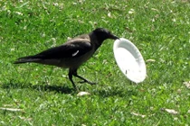 Ngưỡng mộ quạ đen có ý thức môi trường hơn cả người 