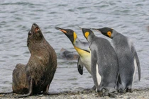 Ảnh động vật hài hước khiến bạn cười như được mùa