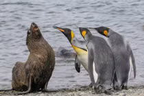 Ảnh động vật hài hước khiến bạn cười như được mùa