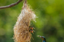 Bộ ảnh tuyệt vời về tình mẫu tử của loài chim