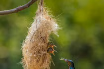 Bộ ảnh tuyệt vời về tình mẫu tử của loài chim